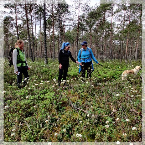 Nävsjömossen Naturreservat guided hike Sörmlandsleden