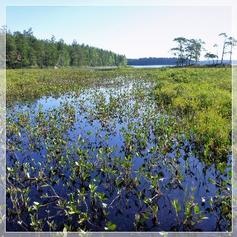 lake Nävsjön, Nävsjömossen Naturreservat  