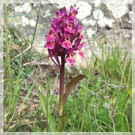 Nynäs Naturreservat orchid flower, Adam och Eva 